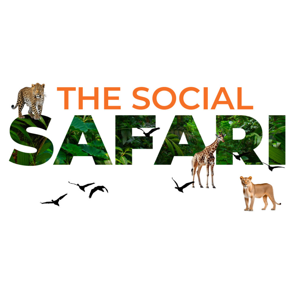 The Social Safari: How Brands are Winning on Social Media in South Africa